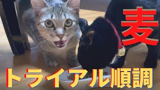 むぎトライアル奮闘中！先住猫のアヤメちゃんに甘えたい！