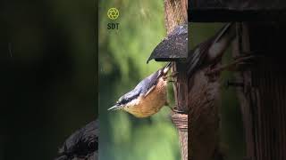 Wildlifephotography Adventure 2 | Nuthatch