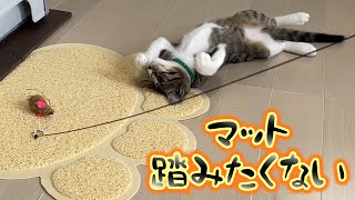 【保護猫】どうしても新しい猫砂マットを踏みたくない子猫が可愛すぎる