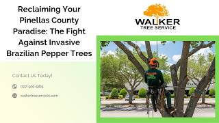 Reclaiming Your Pinellas County Paradise: The Fight Against Invasive Brazilian Pepper Trees