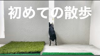 チワワすず、初めてのお散歩が可愛すぎる・・・