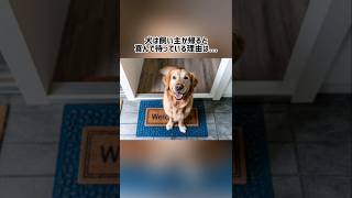 犬は飼い主が帰ると喜んで待っている理由は…🤭w犬の可愛すぎる気持ちを暴露🤫#shorts#dog#trivia