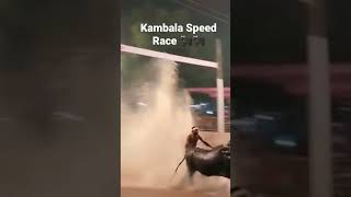 Kambala Speed Race Moodbidri #kambala #shorts #tulunadu #ytshorts #moodbidire