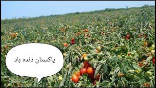 غریب کسان ہو|| tomato farming|| in Pakistan||In kpk