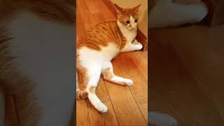 #猫動画#茶トラ#ハチワレ  いっちゃん越しの銀ちゃん