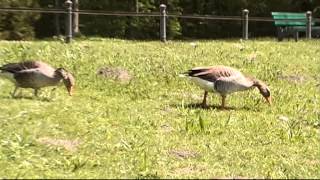 Sieg für den Naturschutz - Die Gänse im englischen Garten dürfen leben!