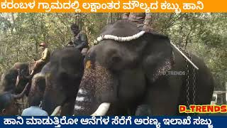 ಆನೆ ಹಿಡಿಯಲು ಬಂದ ಆನೆಗಳು #elephant #rescue #khanapur #belagavi #belgaum #ಬೆಳಗಾವಿ #ಆನೆ