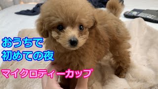 生後67日目！！極小マイクロティーカップの子犬を我が家に迎えた初めての夜！！【トイプードルのリオン】【マイクロティーカッププードル】【toy poodle】【犬】【dog】