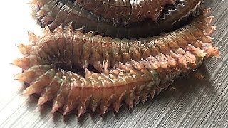 【グロ実験】青ゴカイを肉食魚ドンコは食べるのか？