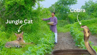 "Rural India's Hidden Culinary Gems: Village Cooking Adventure" Ft. Jungle Cat and Indian Kobra.