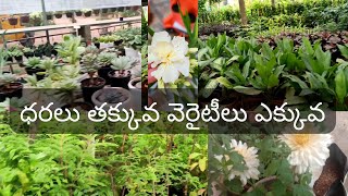 ఈ నర్సరీలో ధరలు తక్కువ వెరైటీలు ఎక్కువ