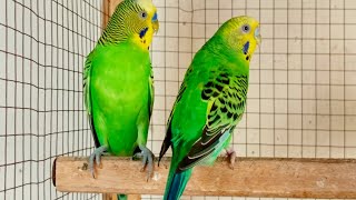 3 Hour Chirping of Parakeet Budgie Birds , Listen to Nature Bird Songs, Meditation to Reduce Stress