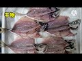 【魚釣り】夜釣りで爆釣‼横浜のアジ、サビキ釣り‼