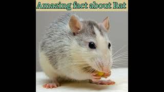 चूहे के बारे में कुछ रोचक तथ्य  Amazing fact about rat #facts #short #factodheeraj