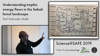 Understanding trophic energy flows in the Sabah forest landscape