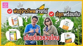 พันธุ์ข้าวโพดต่างกัน ✅ปลูกพร้อมกัน✅ 📌เก็บเกี่ยวช่วงไหน