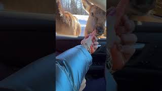Man and a Lady Feeding Deer Carrots From the Comfort of Their Vehicle