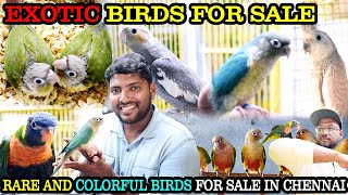 Amazing Exotic Birds for Sale in Chennai | Fancy Birds Chennai | பேசும் பறவைகள் இங்கே கிடைக்கும்