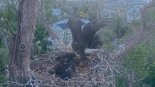 Coonie brings some palm fiber, Dancer attack and mantles | Captiva Eagle Cam | Feb 22, 2025