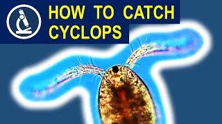 How to catch CYCLOPS  and put it under the microscope 🔬 175