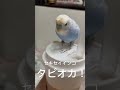 虎皮鸚鵡 賊賊「タピオカ！」 budgerigarbird shorts budgerigar bird セキセイインコ　 虎皮鸚鵡 鸚鵡 賊賊