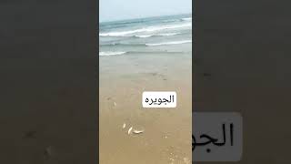 شاهد الأسماك 🐟🐠 على الشاطئ| بعدما  جرفها اعصار شاهين في عمان 💔