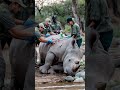 the miraculous rescue story of a white rhino