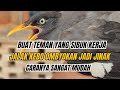 CARA MENJINAKKAN JALAK KEBO OMBYOKAN BAGI ORANG YANG SIBUK KERJA