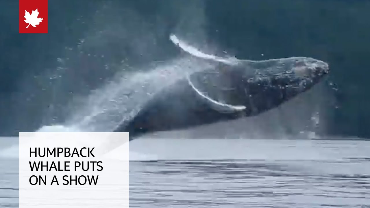 Incredible Video Shows Humpback Whale Breaching Near Kayakers Youtube
