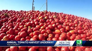 Late spring rains delay this year's tomato crop in California's Central Valley