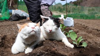 ちびとちろと春キャベツの苗植え　230426