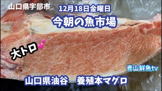 【魚市場】【ワタリガニ高騰】【ヒラスズキ】今朝の魚市場12月18日金曜日の水揚げ状況