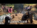 Karenni Traditional Harvesting 2024