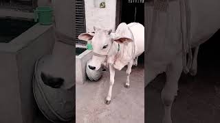 Hamari payari GAu mata 😍😍Best whatsapp status of gau bhagat #viralvideo #trending #shorts #gaumata