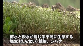 【兵庫県】希少植物シバナを守る子ども達 | ソーシャルイノベーションニュース