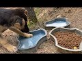 life in the mountains of a young man living alone and happy. traditional cooking.