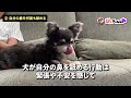 犬が飼い主を嫌いになり始めてる時にするサイン３選