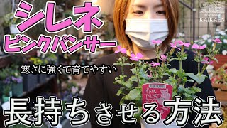 シレネ ピンクパンサーの育て方・お手入れ方法・長持ちさせるコツ【おうちガーデニング】開花園チャンネル