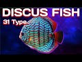 31 Amazing Types Of Discus Species, Rare And Commen Discus fish A to Z