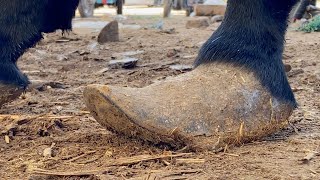 Satisfying Donkey Hoof Trimming | Long Hoof Cutting