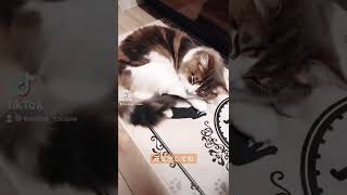 発情期疲れの猫ฅ^• ·̫ •^ฅ#shorts