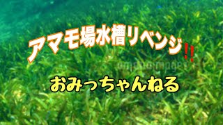 アマモ場水槽リベンジ‼️