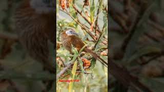 काँडे भ्याकुरो नेपालमा मात्र पाइने चरा || Kade Bhyakur || Spiny Babbler Bird