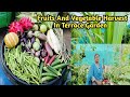 முலாம்பழம் டிராகன் பழம் காய்கறிகள் அறுவடை|Terrace Garden Harvest @MaadithottamSachu