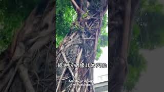 【旅游推荐5】国内求姻缘最灵的八大寺庙，我的一个朋友已经在买票了 脱单 #姻缘  #旅行 #单身