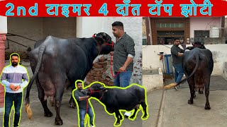 4 दाँत 2nd टाइमर टॉप की झौटी सेल के लिए उपलब्ध top 2nd timer buffalo for sale दीपक नारू-:93062 75084