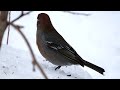 heavy rain bird photography witness the mesmerizing beauty of pine grosbeaks