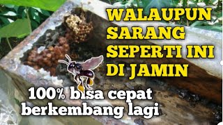 Di jamin berhasil kalau dua metode ini di gunakan untuk sarang yang melemah,ratu lebah hilang