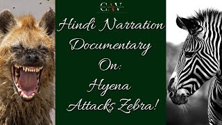 Hindi Documentary Hyena Attacks Zebra | हिंदी - हाइना ने ज़ेबरा पर हमला किया | @voicetalent_ben