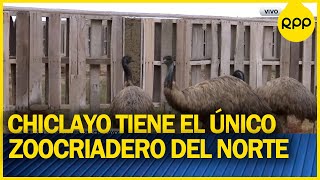 Chiclayo: avestruces y emúes en el zoocriadero de aves gigantes del norte #Nuetratierra